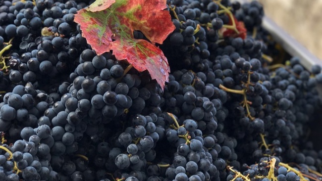 Aglianico